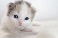 ミヌエット【愛知県・女の子・2017年9月2日・ダイリュートキャリコ】の写真1「9月20日撮影」