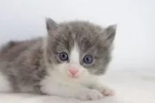 マンチカン【愛知県・男の子・2017年9月8日・ブルータビーホワイト】の写真1「10月4日撮影」