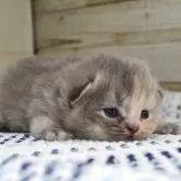 サイベリアン【愛知県・女の子・2024年6月22日・ブルークリーム】の写真1