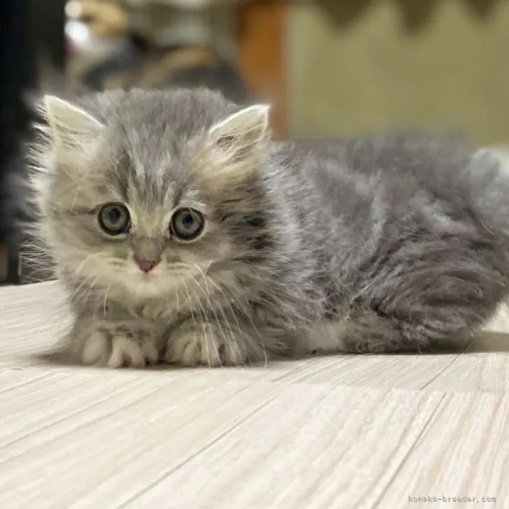 ID：2211-00883の子猫