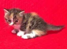 マンチカン【愛知県・女の子・2016年11月23日・ブラウンマッカレルタビーホワイト】の写真2