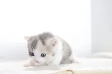 マンチカン【愛知県・女の子・2017年11月29日・ダイリュートキャリコ】の写真2