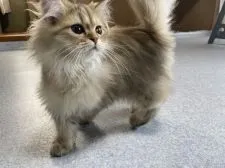 ペルシャ【愛知県・女の子・2020年10月7日・チンチラゴールデン】の写真2「丸顔、クリクリな瞳」