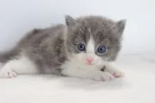 マンチカン【愛知県・男の子・2017年9月8日・ブルータビーホワイト】の写真2