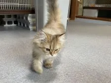 ペルシャ【愛知県・女の子・2020年10月7日・チンチラゴールデン】の写真3「抱っこ、膝乗り大好きです」