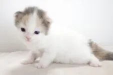 ミヌエット【愛知県・女の子・2017年9月2日・ダイリュートキャリコ】の写真3