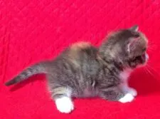 マンチカン【愛知県・女の子・2016年11月23日・ブラウンマッカレルタビーホワイト】の写真3