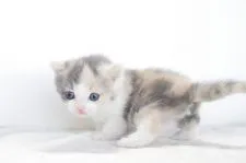 マンチカン【愛知県・女の子・2017年11月29日・ダイリュートキャリコ】の写真3