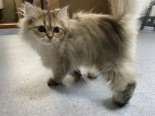 ペルシャ【愛知県・女の子・2020年10月7日・チンチラゴールデン】の写真4「ワクチン2回摂取済み」