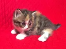 マンチカン【愛知県・女の子・2016年11月23日・ブラウンマッカレルタビーホワイト】の写真4