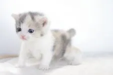 マンチカン【愛知県・女の子・2017年11月29日・ダイリュートキャリコ】の写真4