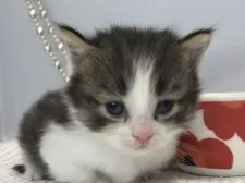 ミヌエット【愛知県・男の子・2019年7月20日・ブラウンマッカレルタビ&ホワイト】の写真4