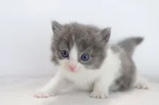 マンチカン【愛知県・男の子・2017年9月8日・ブルータビーホワイト】の写真4