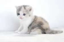 マンチカン【愛知県・女の子・2017年11月29日・ダイリュートキャリコ】の写真5