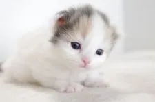 ミヌエット【愛知県・女の子・2017年9月2日・ダイリュートキャリコ】の写真5