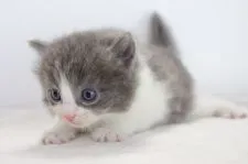 マンチカン【愛知県・男の子・2017年9月8日・ブルータビーホワイト】の写真5