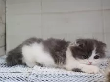 マンチカン(短足)【愛知県・女の子・2025年4月10日・ブルータビーホワイト】の写真10