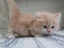 マンチカン(短足)【愛知県・男の子・2025年8月13日・クリームタビーホワイト】の写真11