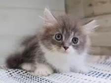 マンチカン(短足)【愛知県・男の子・2025年5月27日・ブルータビーホワイト】の写真12