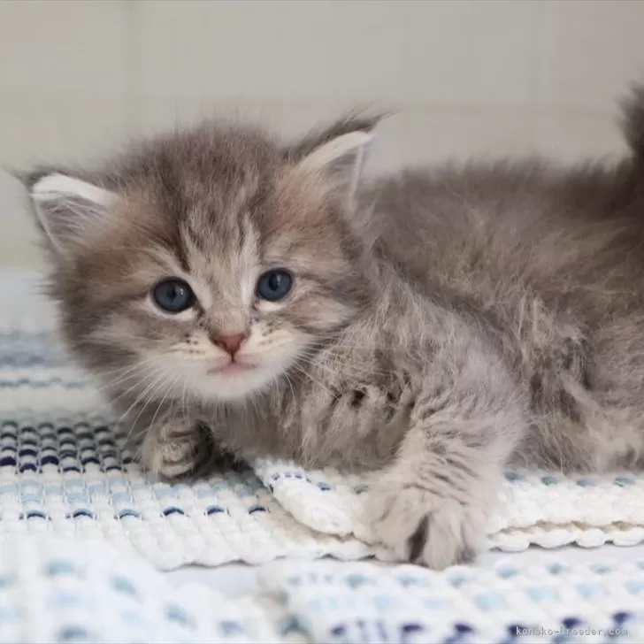 ID：2504-02781の子猫