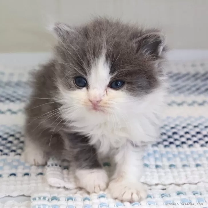 ID：2505-00109の子猫