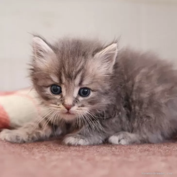 ID:2503-01854の子猫
