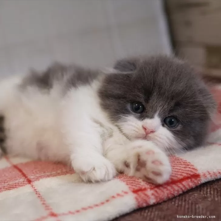 ID:2412-01756の子猫