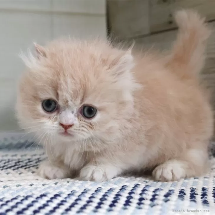 ID：2504-02768の子猫