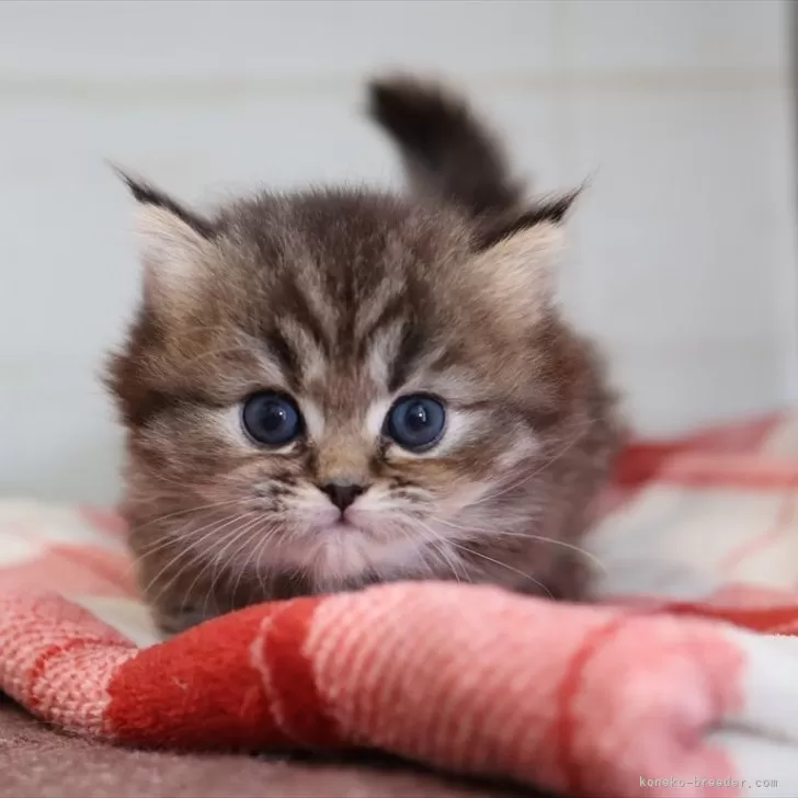 ミヌエット(短足)【愛知県・女の子・2025年11月11日・ブラウンタビー】の写真1