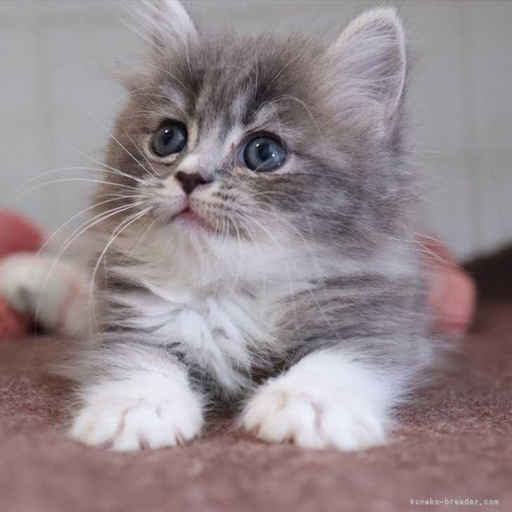 ブリーダー画像