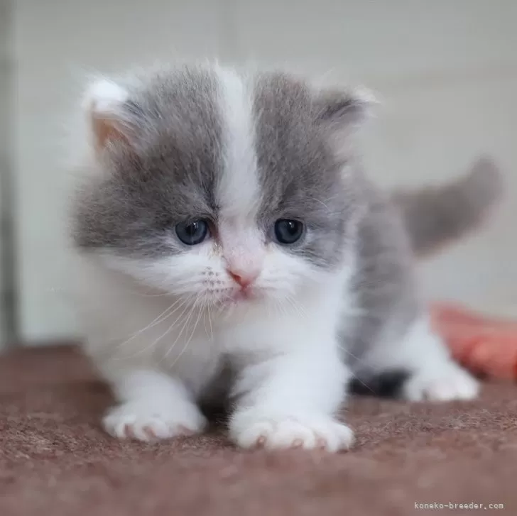 マンチカン(長足)【愛知県・男の子・2025年11月14日・ブルータビーホワイト】の写真1
