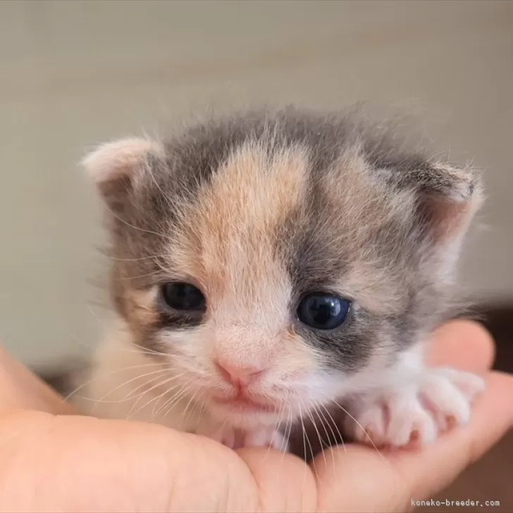 ID：2503-02557の子猫