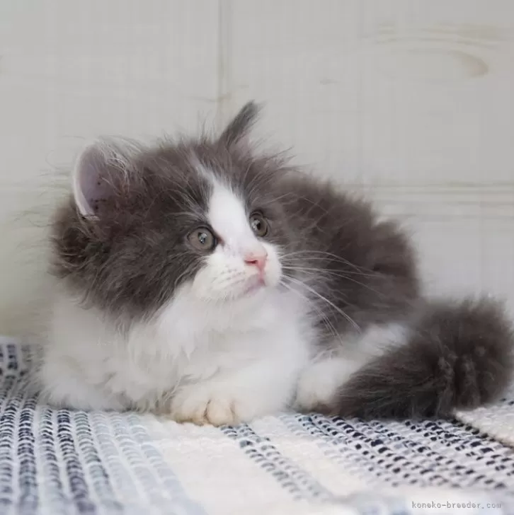 ID：2506-02289の子猫
