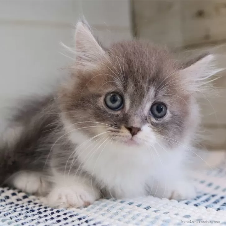 ID：2507-00347の子猫