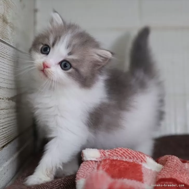 ID：2501-00241の子猫