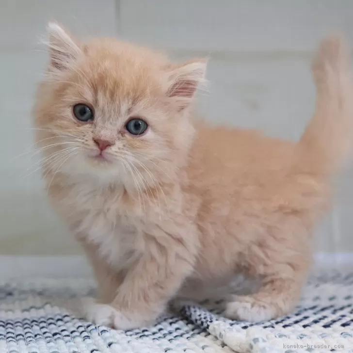 ID：2505-00117の子猫