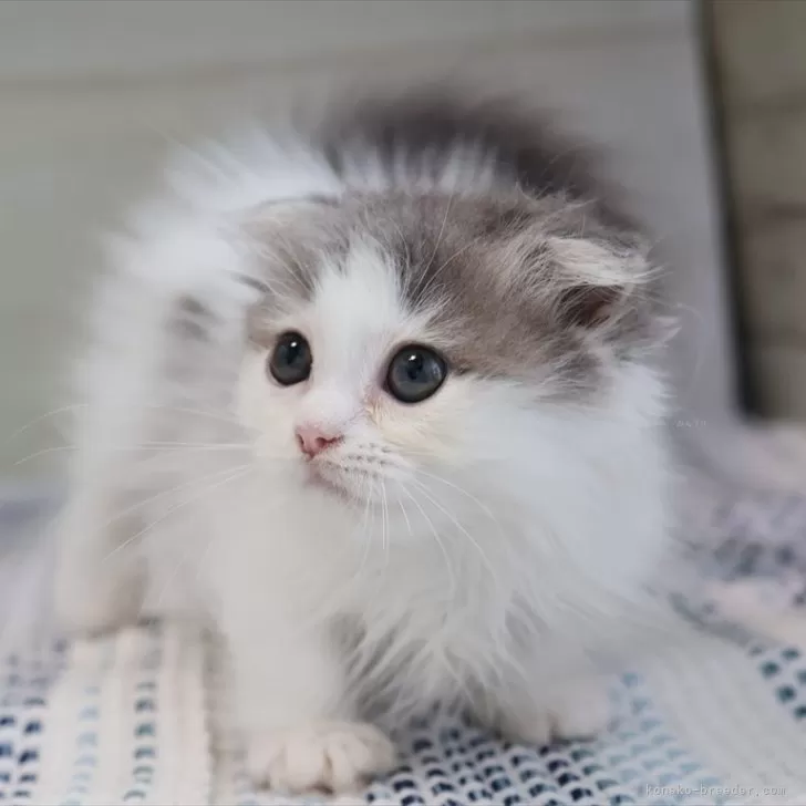 ID:2505-00114の子猫