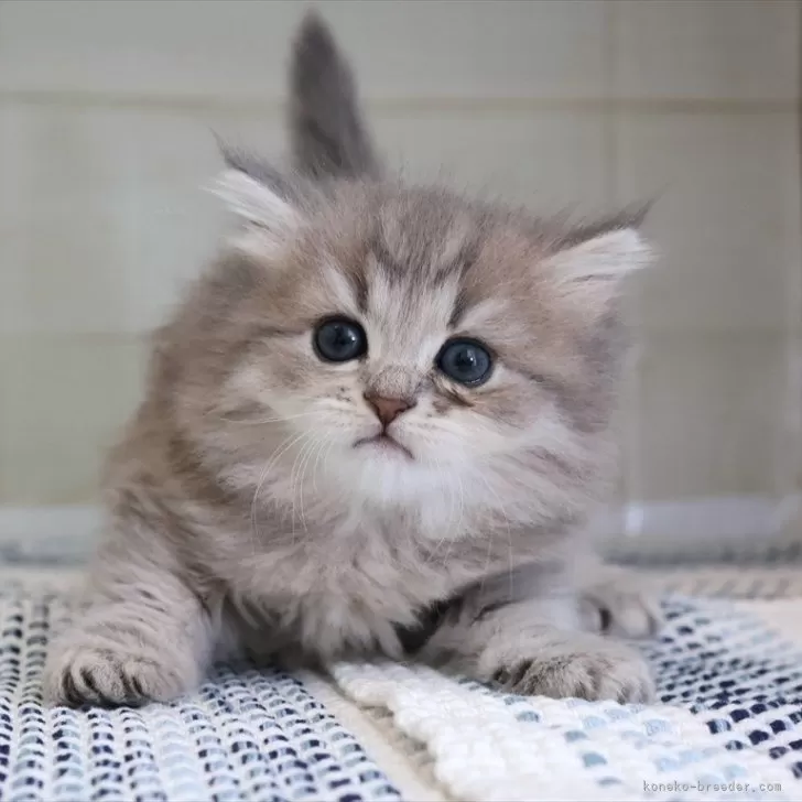 Y 様のお迎えした子猫