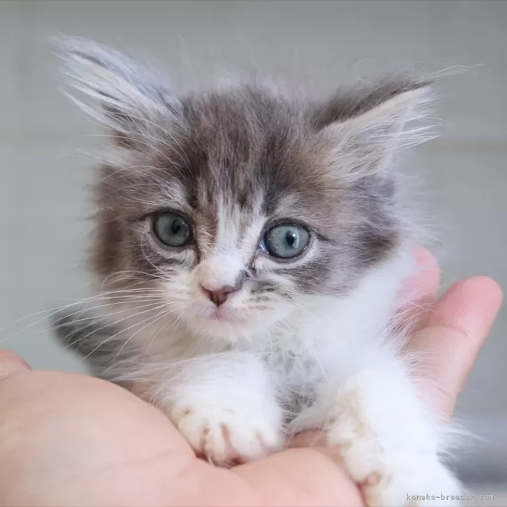 ID：2505-00110の子猫