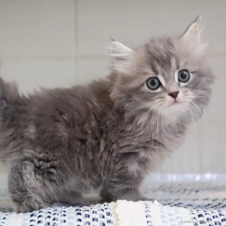 ID:2507-02646の子猫