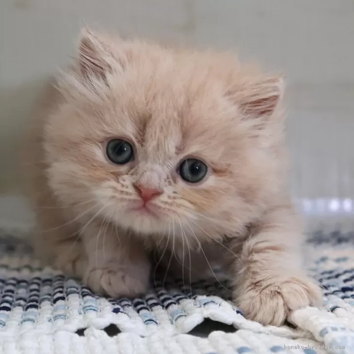 ID：2504-02759の子猫