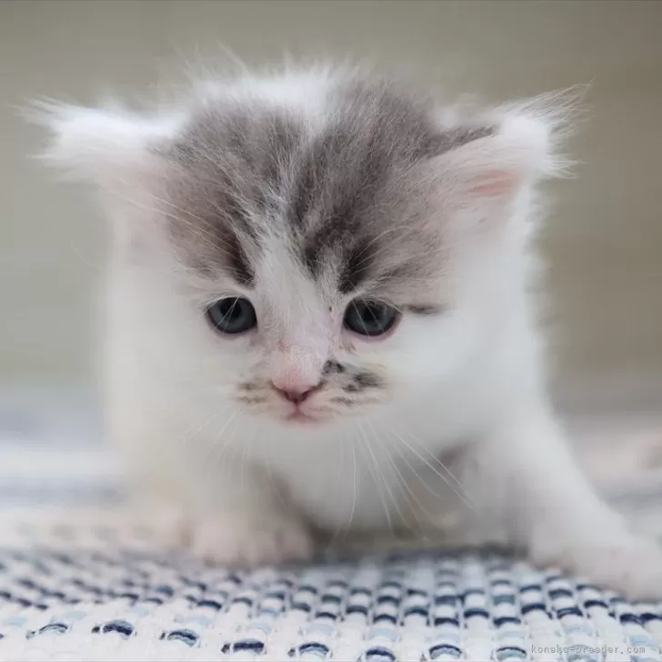 ID：2505-03692の子猫