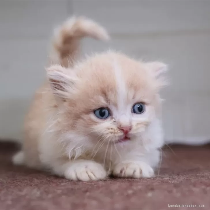 ID：2510-01032の子猫