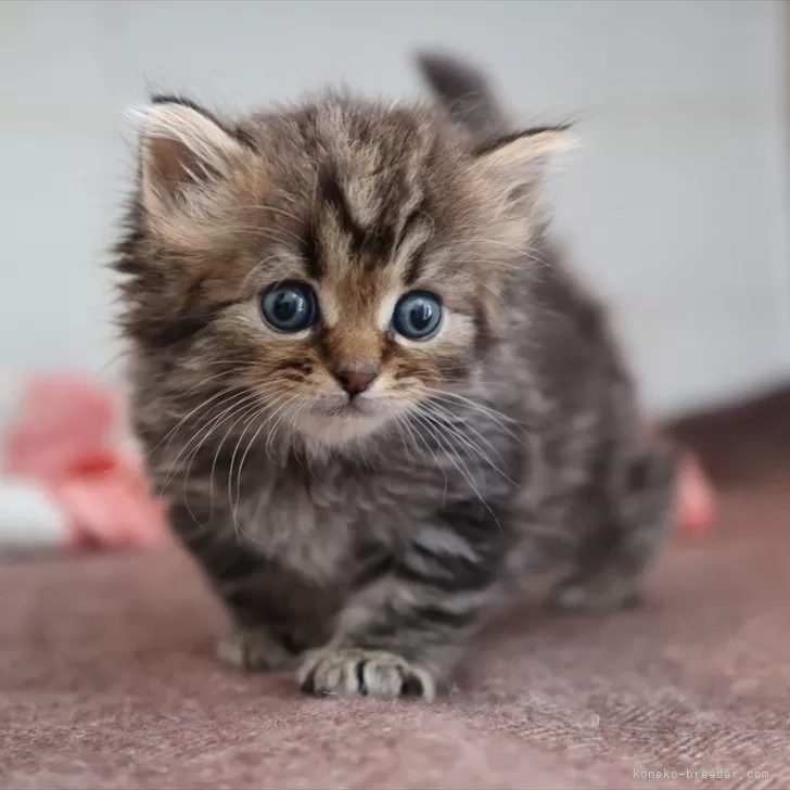 サイベリアン【愛知県・男の子・2025年10月16日・ブラウンタビー】の写真1