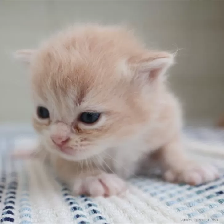 ID：2509-02012の子猫