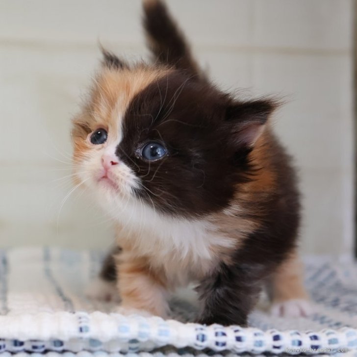 M.M 様のお迎えした子猫