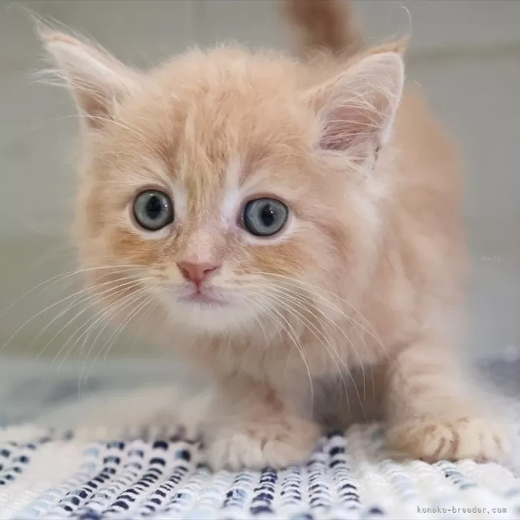 ID：2505-02771の子猫