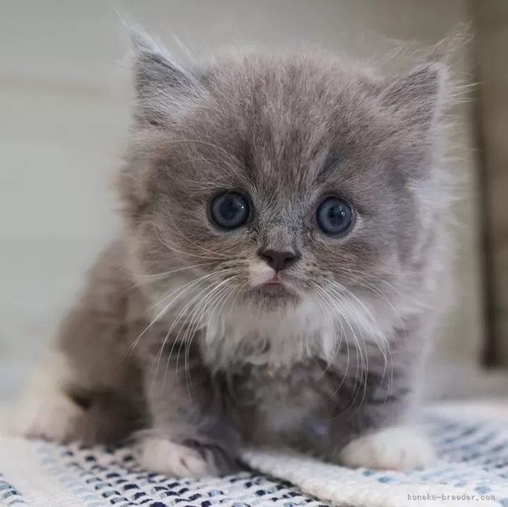 ID:2509-02004の子猫
