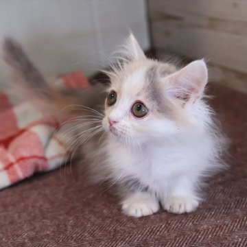 マンチカン(短足)【愛知県・女の子・2025年9月3日・ダイリュートキャリコ】の写真「【短足】小ぶりちゃんでゆっくり成長中です♪」