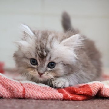 ミヌエット(短足)【愛知県・女の子・2025年10月13日・シルバータビー】の写真「【短足】可愛くて人気の母猫ちゃんから生まれた姉妹」